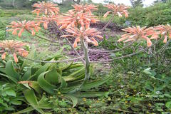 Aloe vera